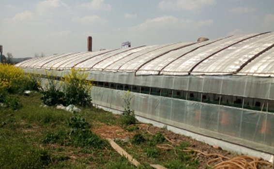 成都保溫大棚客戶見證 成都保溫大棚客戶見證